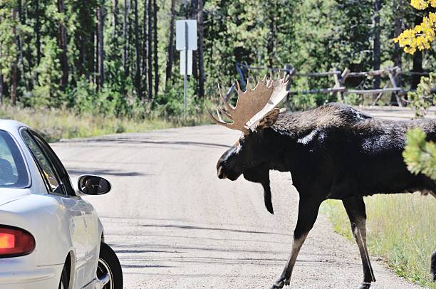 Moose Crossing the Road Bull moose walking in front of car on rural road in Colorado. bull pine stock pictures, royalty-free photos & images