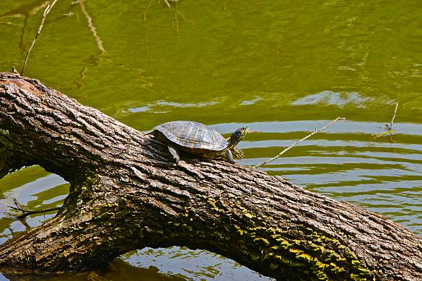 Turtle, Red-eared Red-eared Turtle (Trachemys scripta elegans) sunning itself on a log. coahuilan red eared turtle stock pictures, royalty-free photos & images