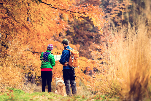 Man and woman hikers hiking in autumn colorful forest with akita dog. Young couple looking at map and planning trip or get lost, vintage retro instagram style photo
