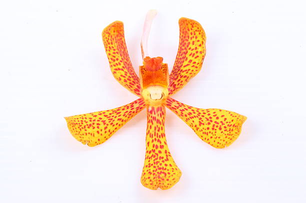 istock Beautiful yellow orchid flowers closeup 525194929