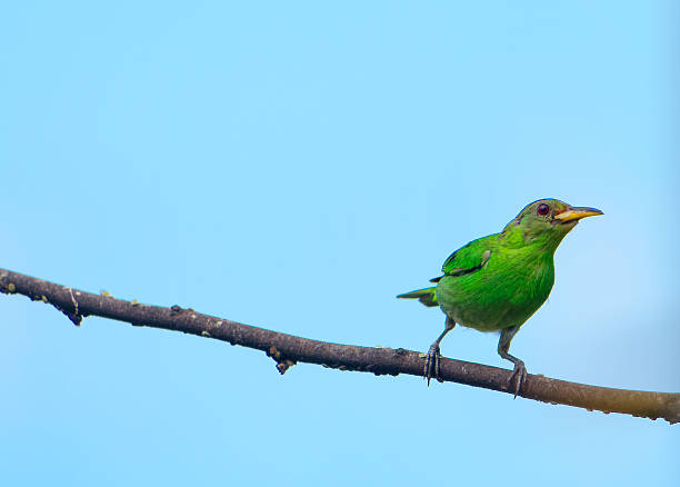 istock Female Green Honeycreeper stands alone on a branch. 525195031