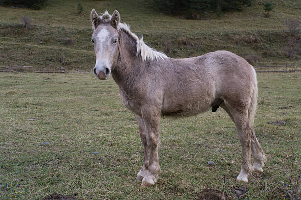 istock Little horse stand up in barnyard 525195099