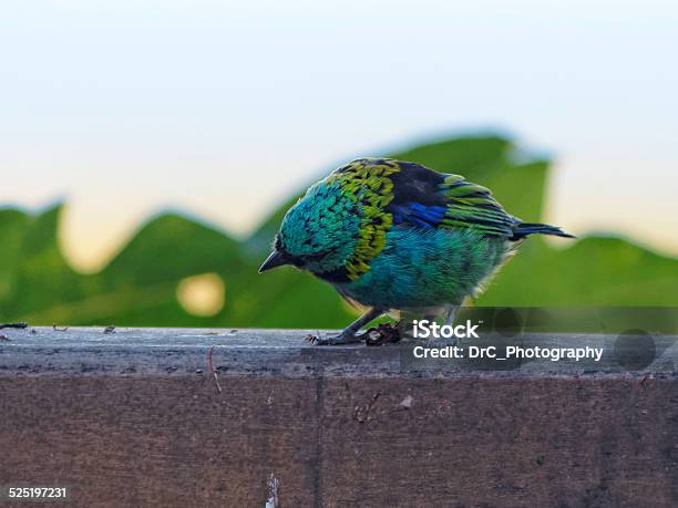 Male Greenheaded Tanager Stock Photo - Download Image Now - Bird, Bluebird - Bird, Brazil