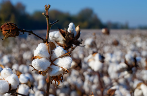 Once harvested, this cotton will makes its way into many of the clothes hanging in the stores today.