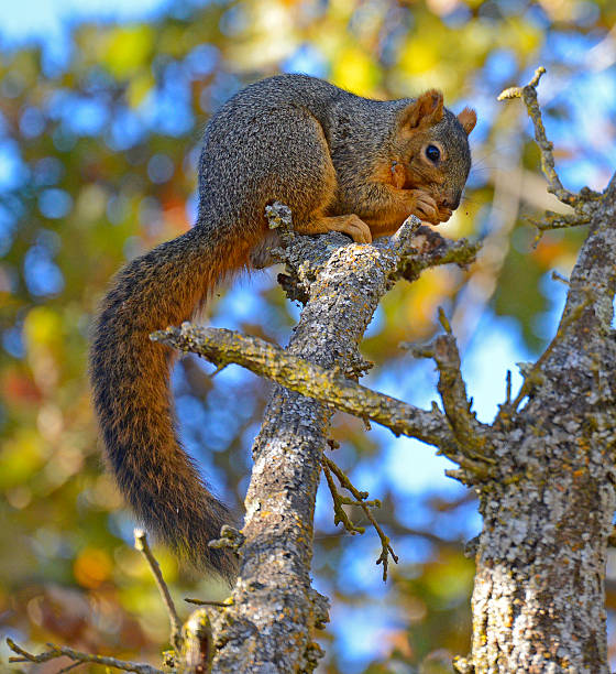 Squirrel Sitting in a Tree Eating stock photo