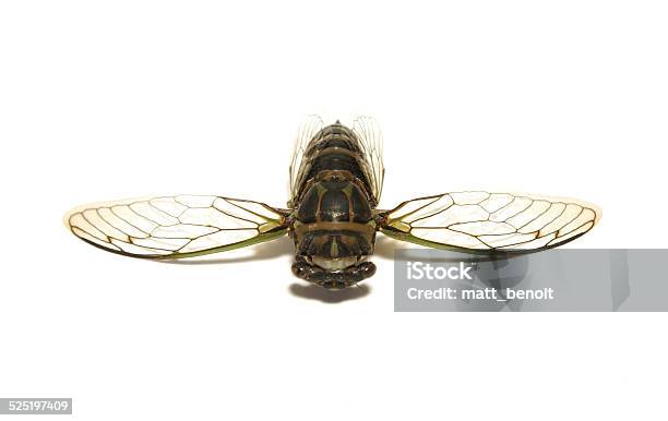 Cicada Tibicen Davisi Stock Photo - Download Image Now - Animal, Animal Body Part, Animal Eye