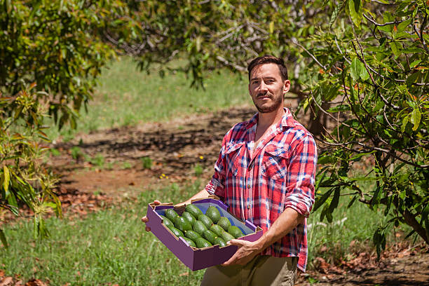 agricoltore con avocado - agricultural activity foto e immagini stock