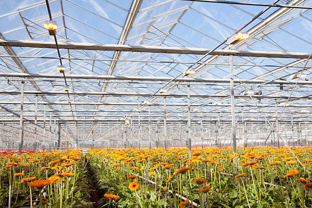 istock orange gerbera flowers in greenhouse 525197487