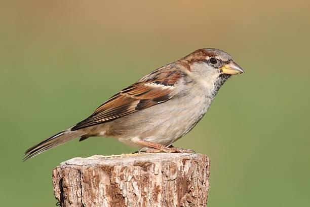 istock Male House Sparrow 525198071