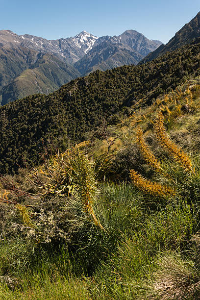 istock alpine vegetation in Kaikoura Ranges 525198601