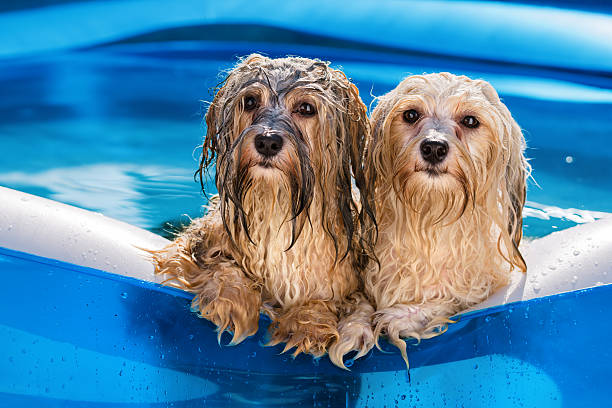 Two cute wet havanese dog rely on the edge of an inflatable outdoor pool in a hot summer afternoon
