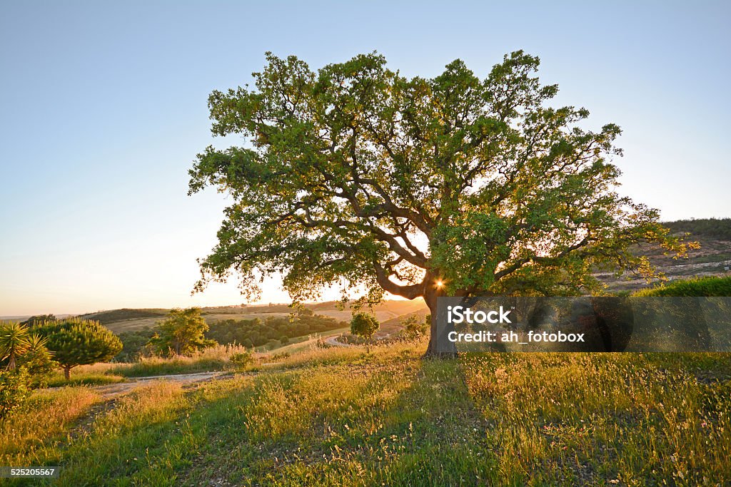 Cork Eiche (Coastal suber), Alentejo Portugal - Lizenzfrei Alentejo Stock-Foto