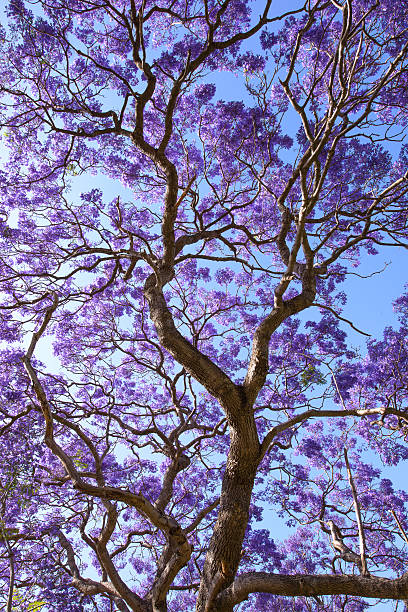 istock jacaranda flowers and branches with blue sky 525205629