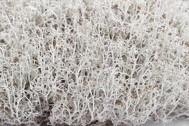 istock Reindeer lichen - Cladonia rangiferina 525205839