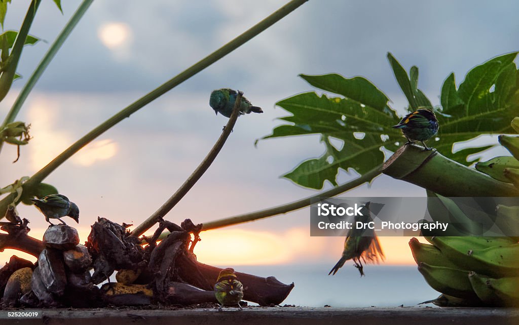 Tangar Various Greenheaded Tanagers Feed On Bananas During Sundown Stock Photo ...
