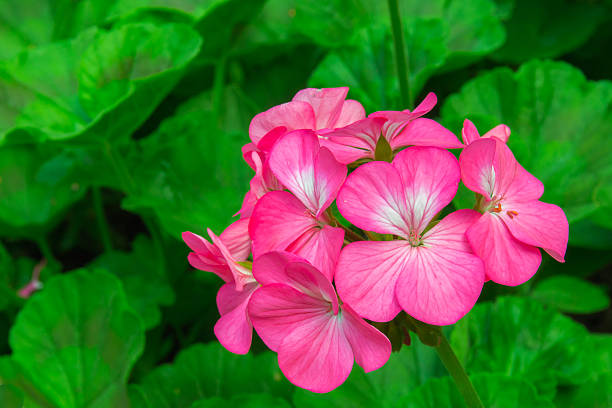 istock Beautiful pink flowers 525206347