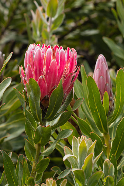 istock Protea neriifolia flower and bud 525206479