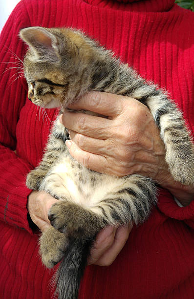 istock Kitten in Old Woman Hands 525207040