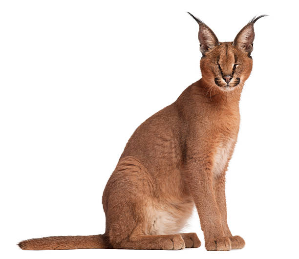 istock Caracal, Caracal caracal, 6 months old, 525207692
