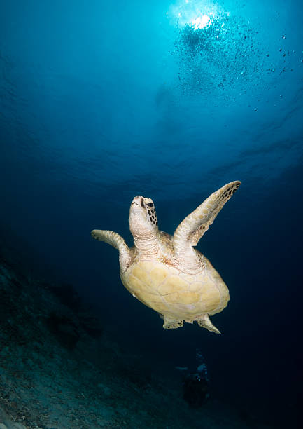 tortue de mer underbelly île de sipadan - underbelly photos et images de collection