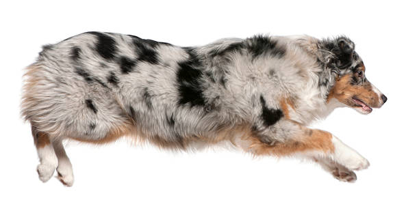istock Australian Shepherd dog jumping, 7 months old, 525207994