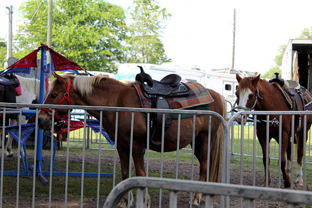 istock Horse Caurosel 525208173