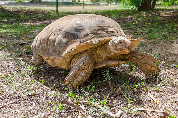 istock Big African tortoise on the ground 525208295