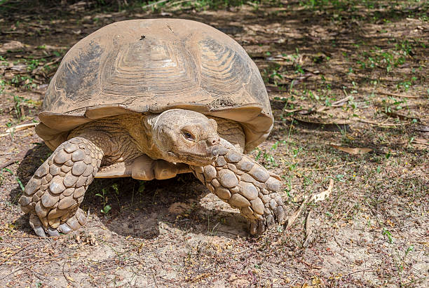 istock Big African tortoise on the ground 525208305