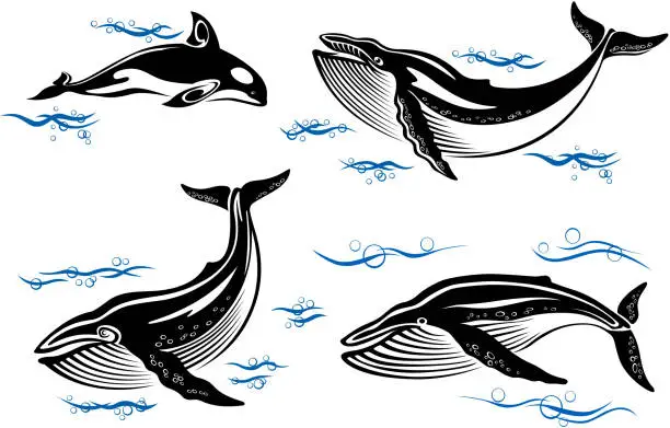 Vector illustration of Cartoon sea whales