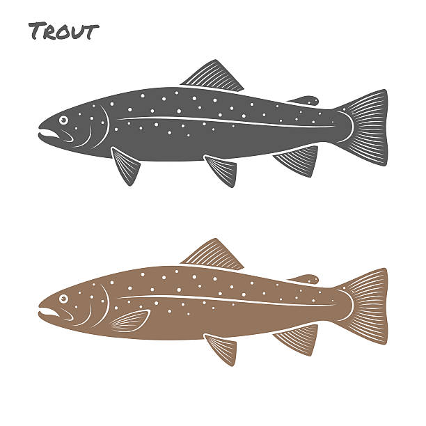 ilustrações de stock, clip art, desenhos animados e ícones de truta peixe ilustração vetorial num fundo branco - trout fishing silhouette salmon