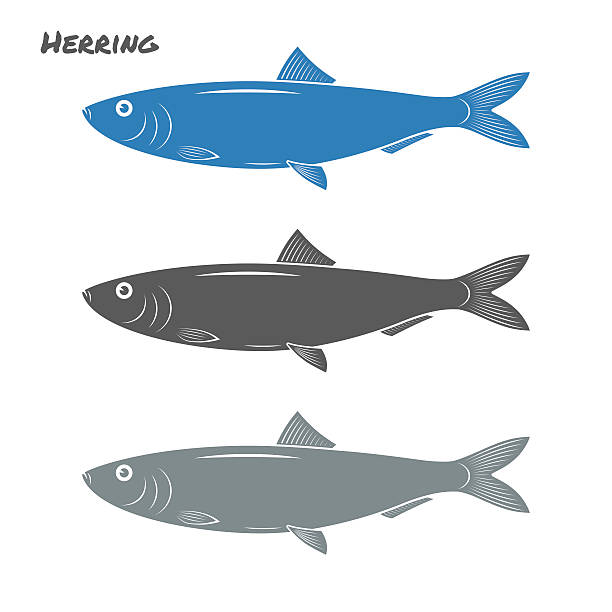 Herring fish vector illustration on white background Herring fish vector illustration on white background fish salmon silhouette fishing stock illustrations