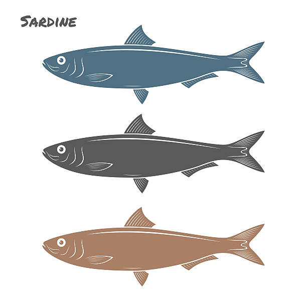 Sardine fish vector illustration on white background Sardine fish vector illustration on white background fish salmon silhouette fishing stock illustrations