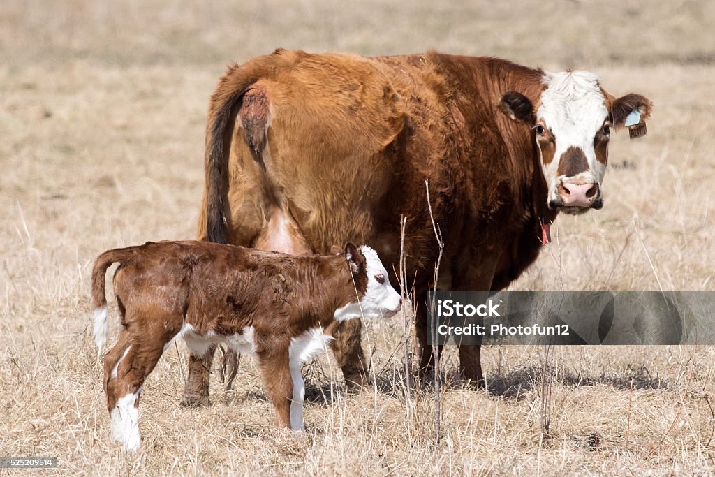 Sapi Many Sapi Dan Anak Sapi Foto Stok - Unduh Gambar Sekarang - Anak hewan ...