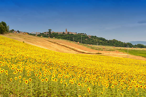 istock Country landscape in Marches (Italy) 525209746