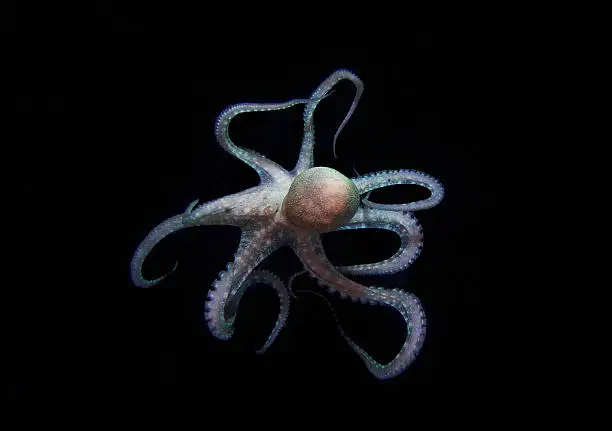 Photo of THE RUNAWAY OCTOPUS IN BLACK BACKGROUND