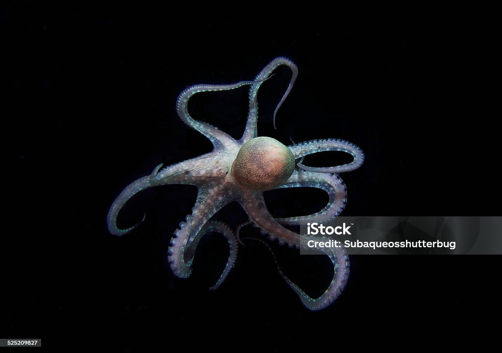 THE RUNAWAY OCTOPUS IN BLACK BACKGROUND - Royaltyfri Bläckfisk Bildbanksbilder