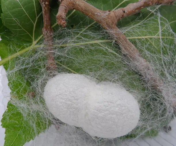 Silkworm in Cocoon next to branch and leaves