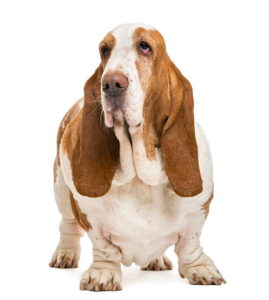 istock Basset Hound standing and looking away, isolated on white 525209948