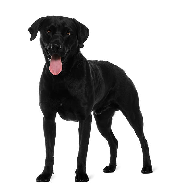 istock Labrador, 3 years old, standing in front of white background 525210048
