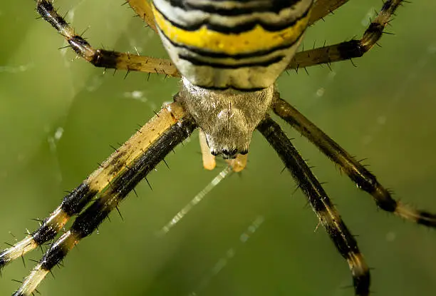 Black and yellow macro spider on its web - Species Argiope