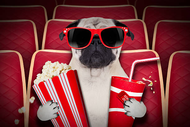 Dog At The Movies Stock Photo - Download Image Now - Movie Theater, Film  Industry, Movie - iStock