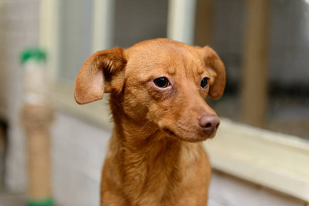 istock homeless puppy in shelter 525210834