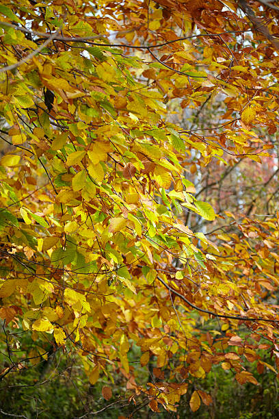 istock Autumn leaves in the forest 525210895