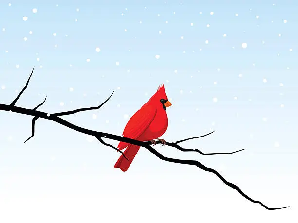 Vector illustration of Cardinal on a Branch