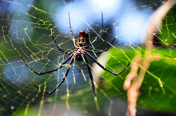 istock Spider at the center of its web 525212307