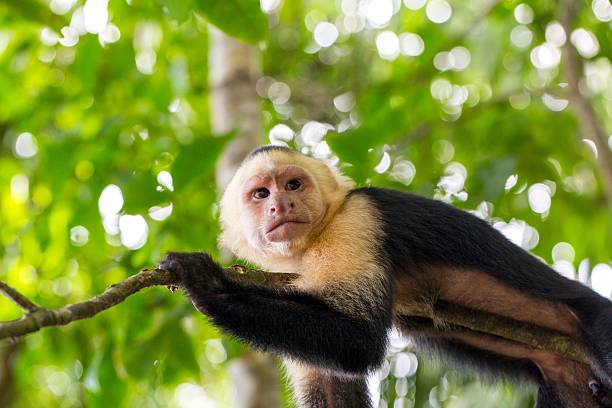 Close up Photo of a capuchin monkey with trees behind