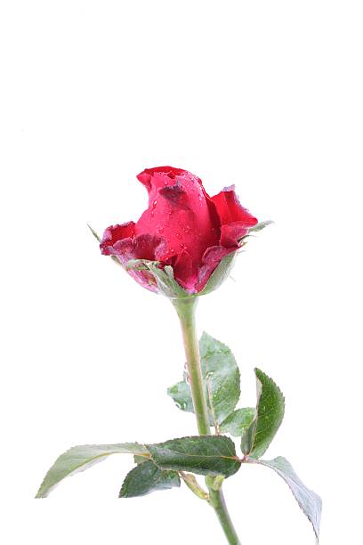 istock Fresh red roses isolated on a white background 525212343