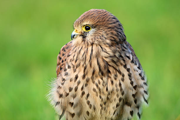 sokół - kestrel hawk beak falcon zdjęcia i obrazy z banku zdjęć