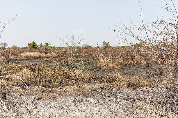 istock ash black smut and stubble. Burned field farm concept 525212908