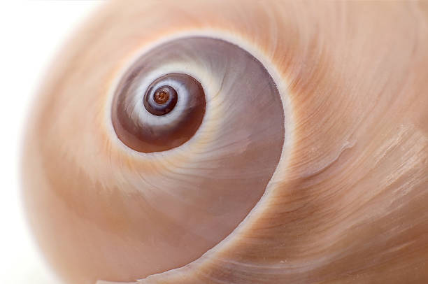 istock Macro shot of a moon snail 525212978